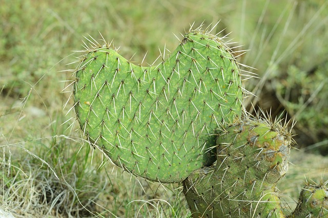Stop alle pelli di animali: arriva l’ecopelle dal cactus