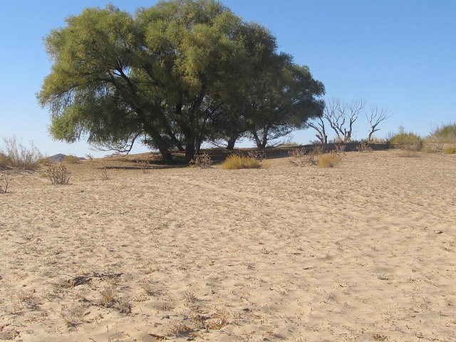 Sahara: ci sono miliardi di alberi, contati dall’intelligenza artificiale