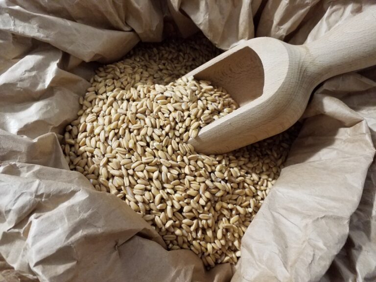 Il farro progenitore del grano prodotto da Il Dono dell’Erba