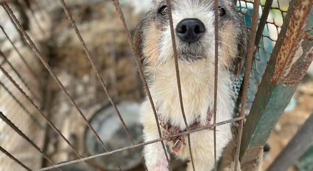 Allevamento di cani smantellato in Corea del Sud