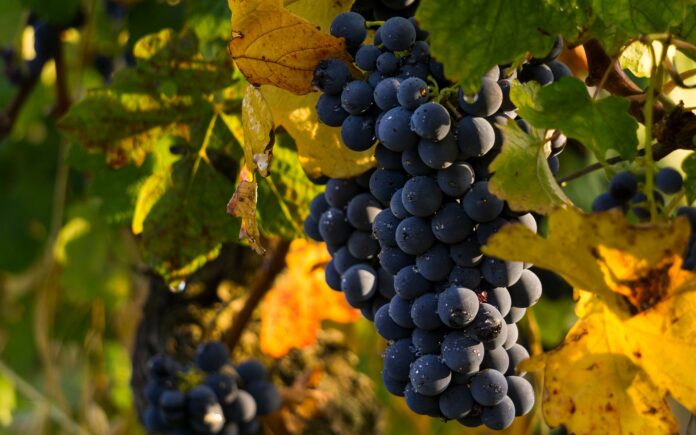 Barolo: Fontanafredda produce il primo vino a emissioni zero