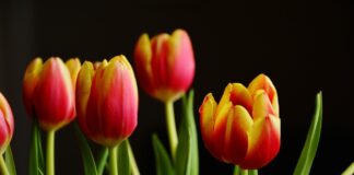 Fioriture di tulipani