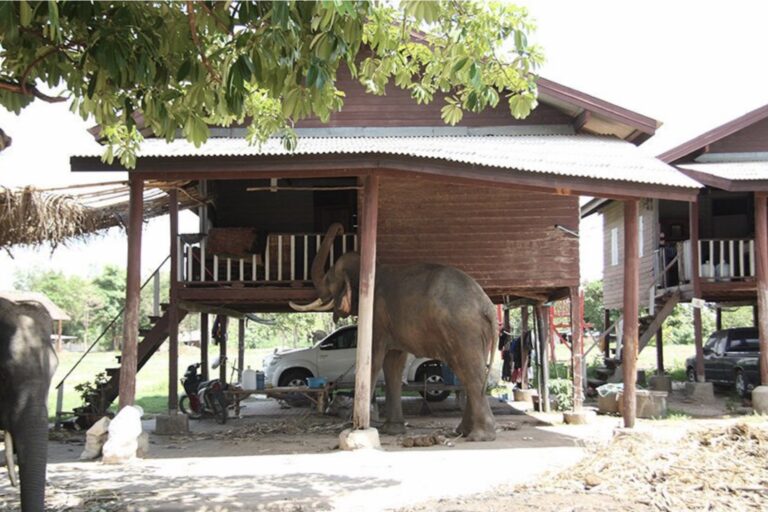 Elefanti e uomini Padiglione thailandese (image by Bankgog Project Studio) (articolo di Loredana Carena)