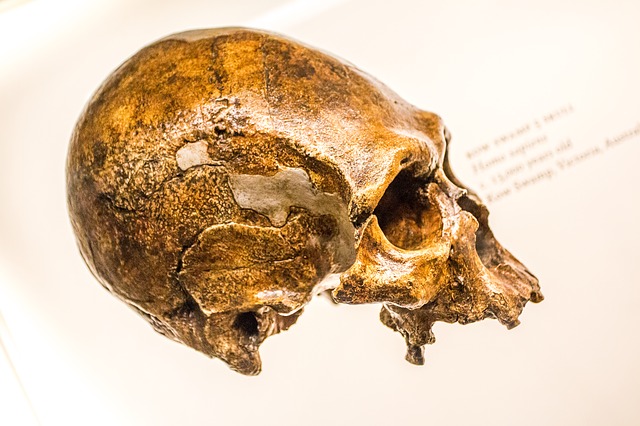 teschio Neanderthal