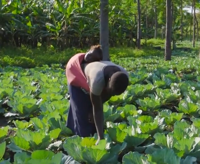 Uganda l'innovazione agricola