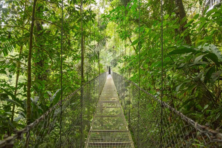 Foresta pluviale: il CO2 viaggia veloce in Amazzonia