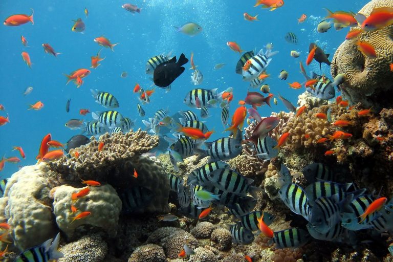 Allarme da scienziati australiani per la ripresa della barriera corallina