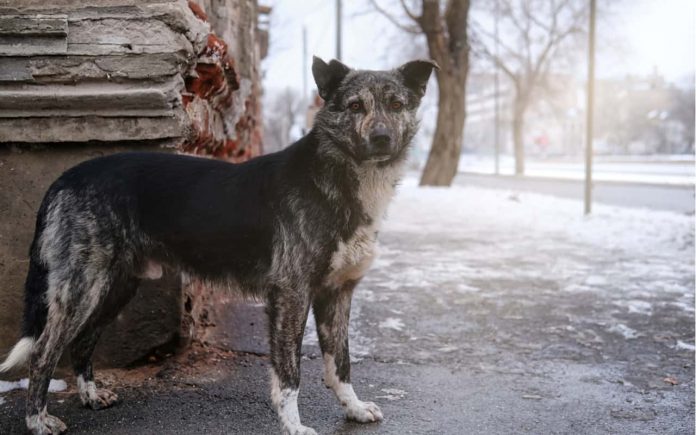cani di Chernobyl