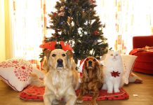 Decorazioni di Natale animali in casa