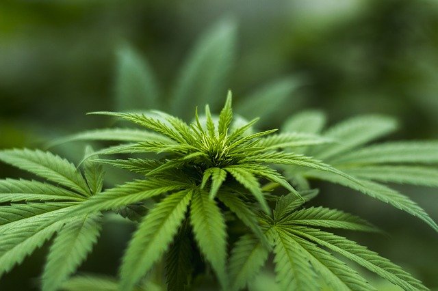 Malta: legalizzerà la cannabis