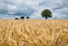 India blocca l’export del grano