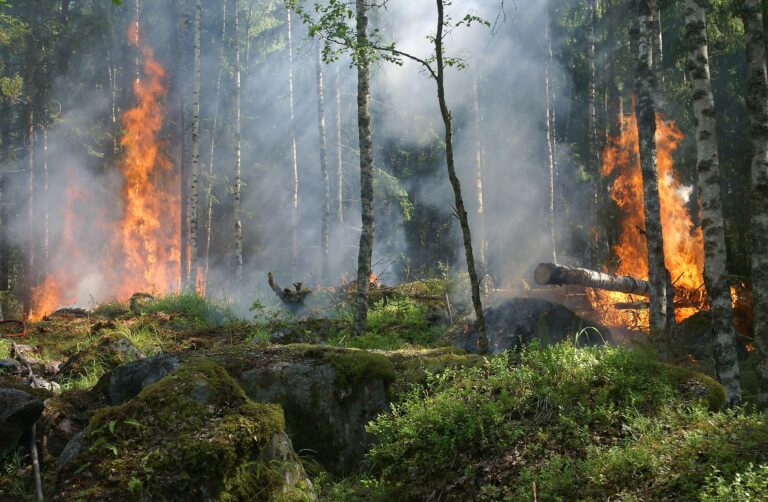 Il 37% degli incendi selvaggi è causato dai gas serra prodotti dalle aziende produttrici di combustibili fossili