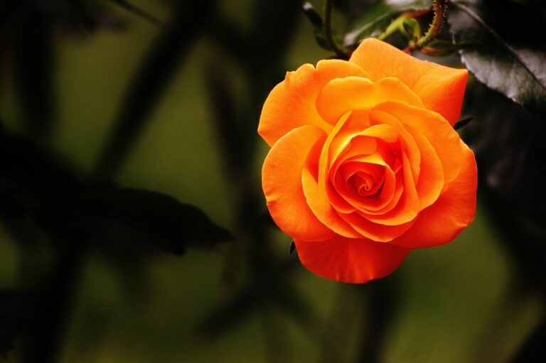 Cosa rappresenta spiritualmente il colore arancione?
