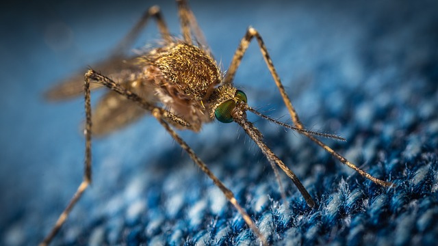 E’ allarme Chikungunya in Italia?
