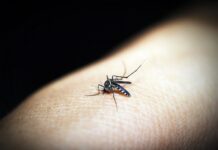 Bangladesh: 1.000 morti a causa di un’epidemia di dengue
