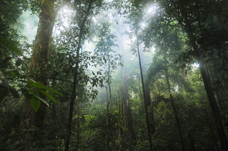 Il Brasile propone il fondo “Foreste tropicali per sempre” da 250 miliardi di dollari per le foreste pluviali