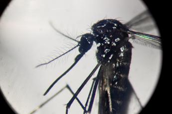 Dengue, record di casi nelle Americhe: “Oltre 3 milioni da inizio anno”